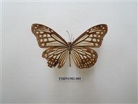 藏品(絹斑蝶)的圖片